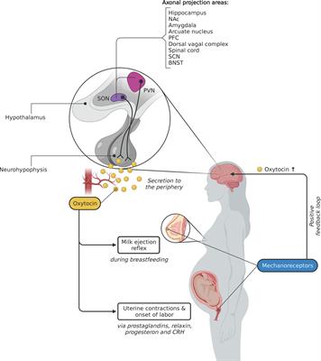 Frontiers The Role Of Oxytocin And The Effect Of Stress During